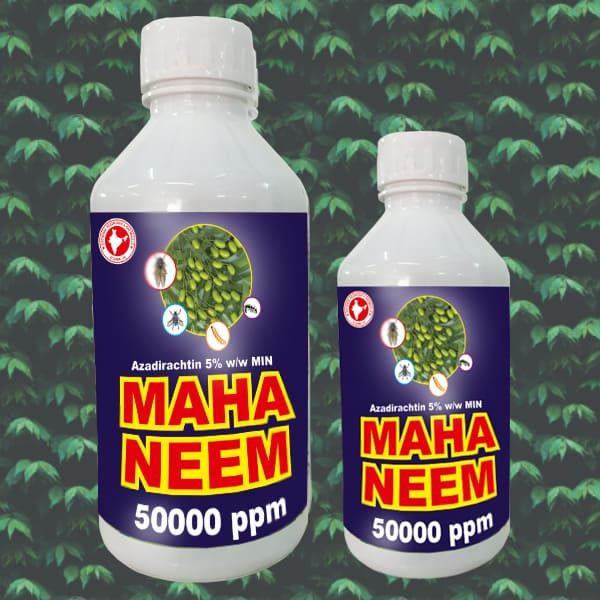 Mahaneem Mahaneem